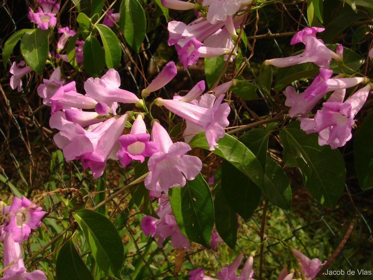 Mansoa hymenaea (DC.) A.H.Gentry